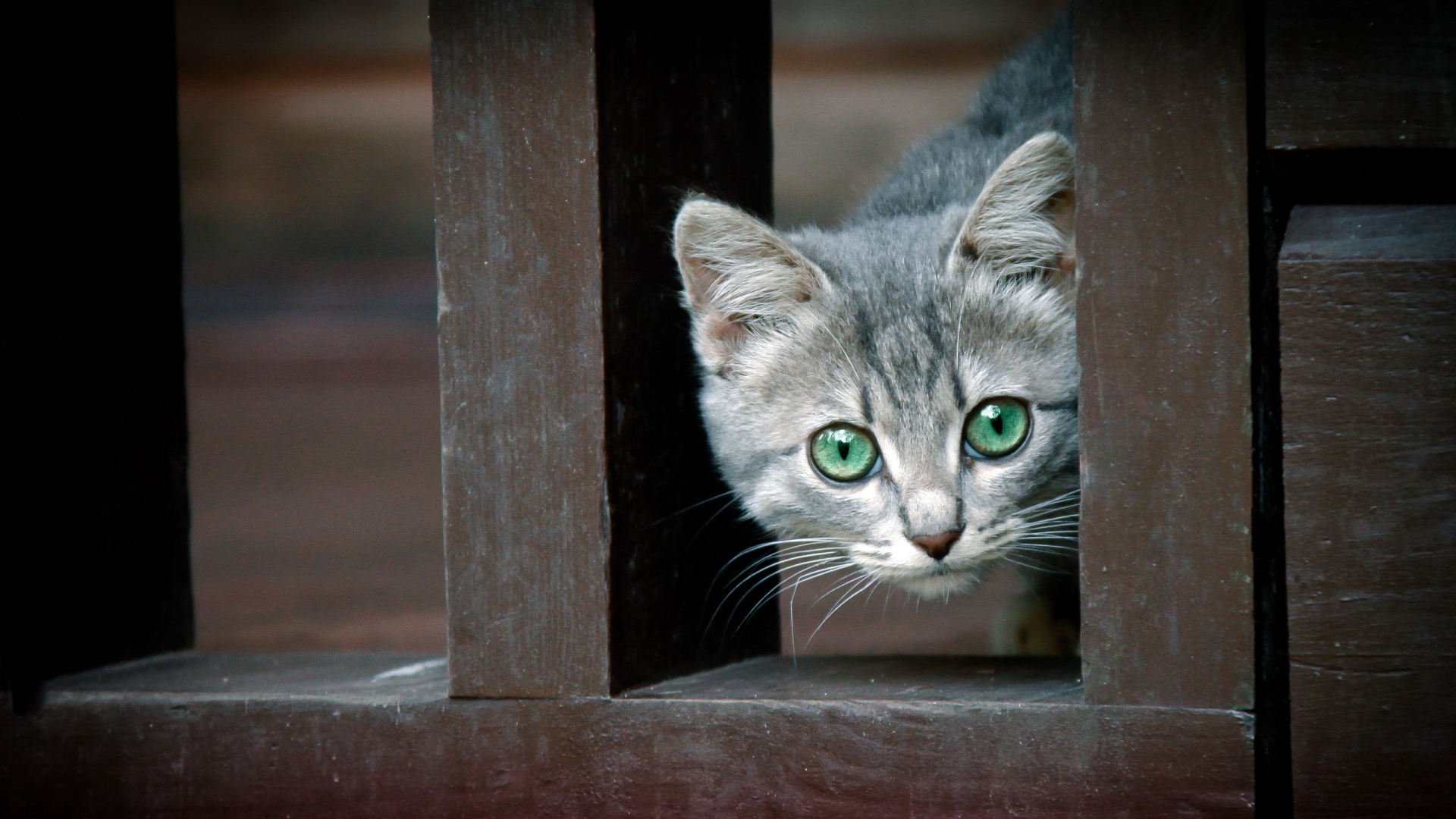 Котенок за забором