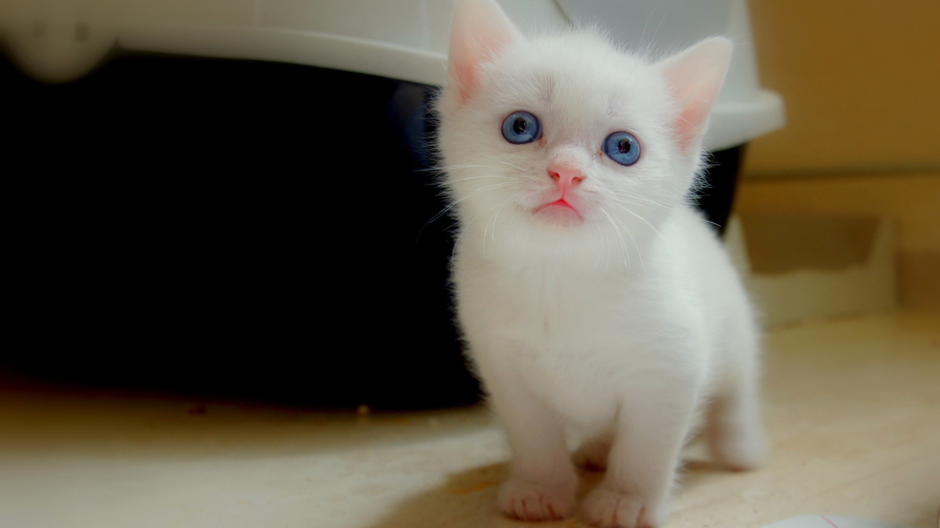 Белый котенок с голубыми глазами