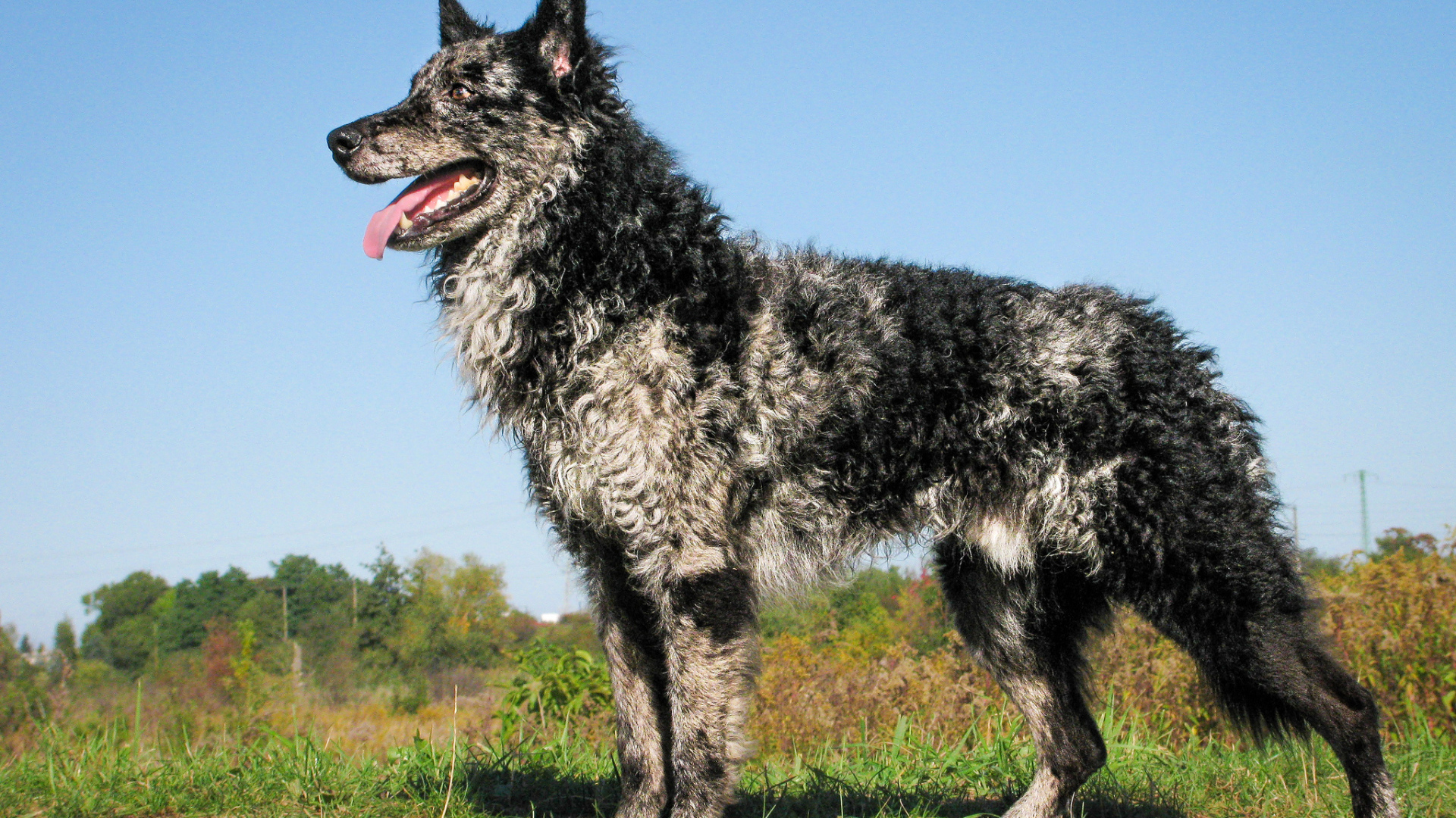 Красивый пес муди