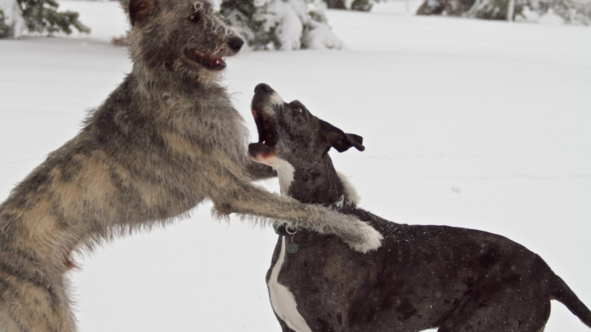 Пара ирландских волкодавов