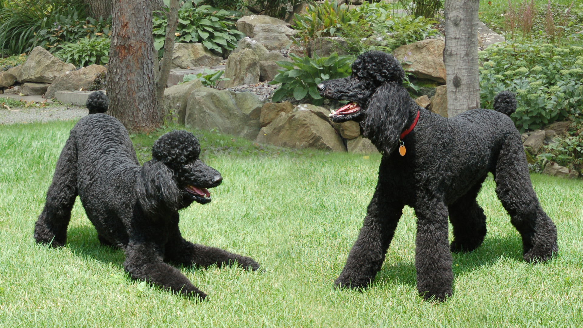 Пара черных пуделей