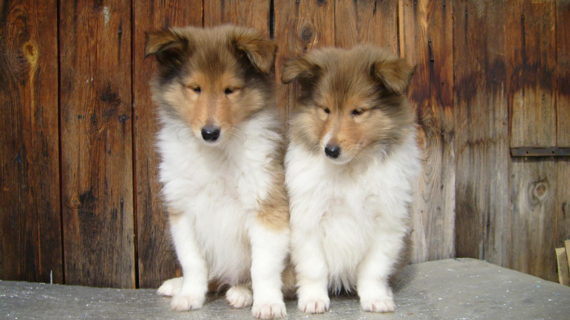 Пара милых щенков колли