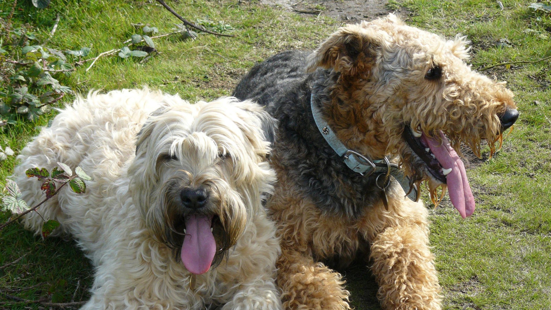 Пара собак эрдельтерьеров