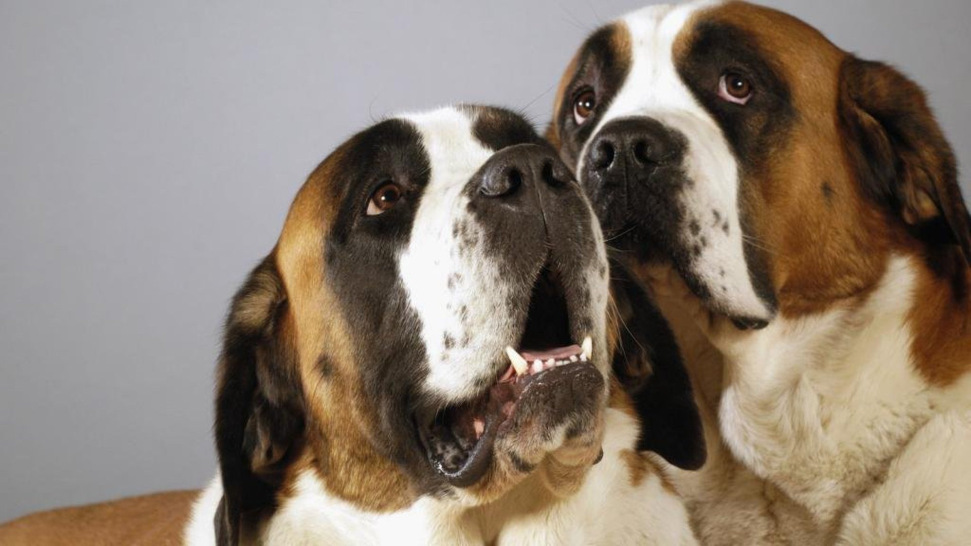 Пара собак сенбернаров