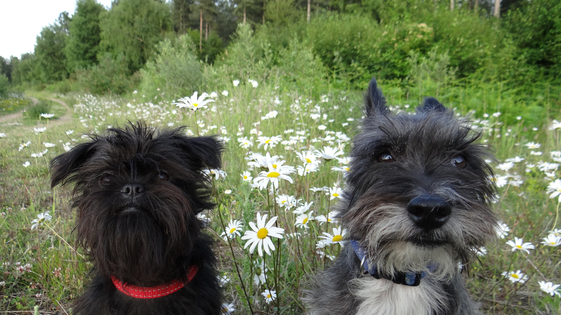 Аффенпинчеры среди ромашек