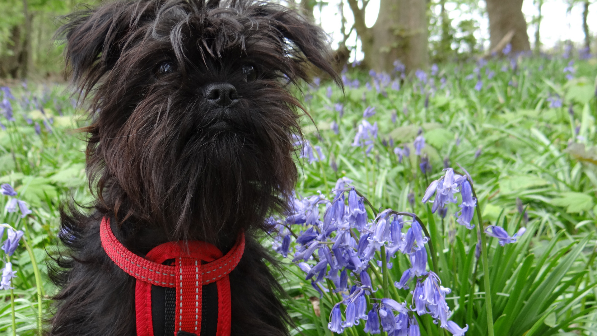 Аффенпинчер в цветах