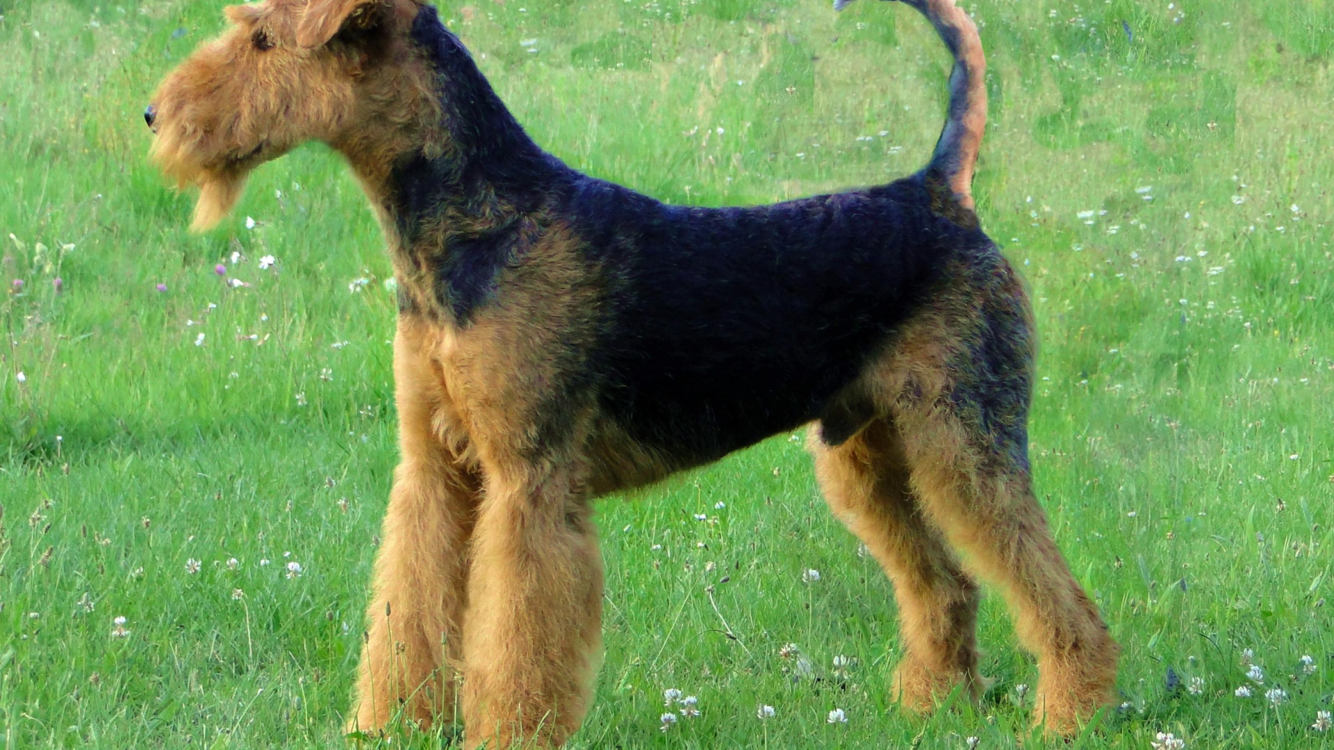 Эрдельтерьер на лугу