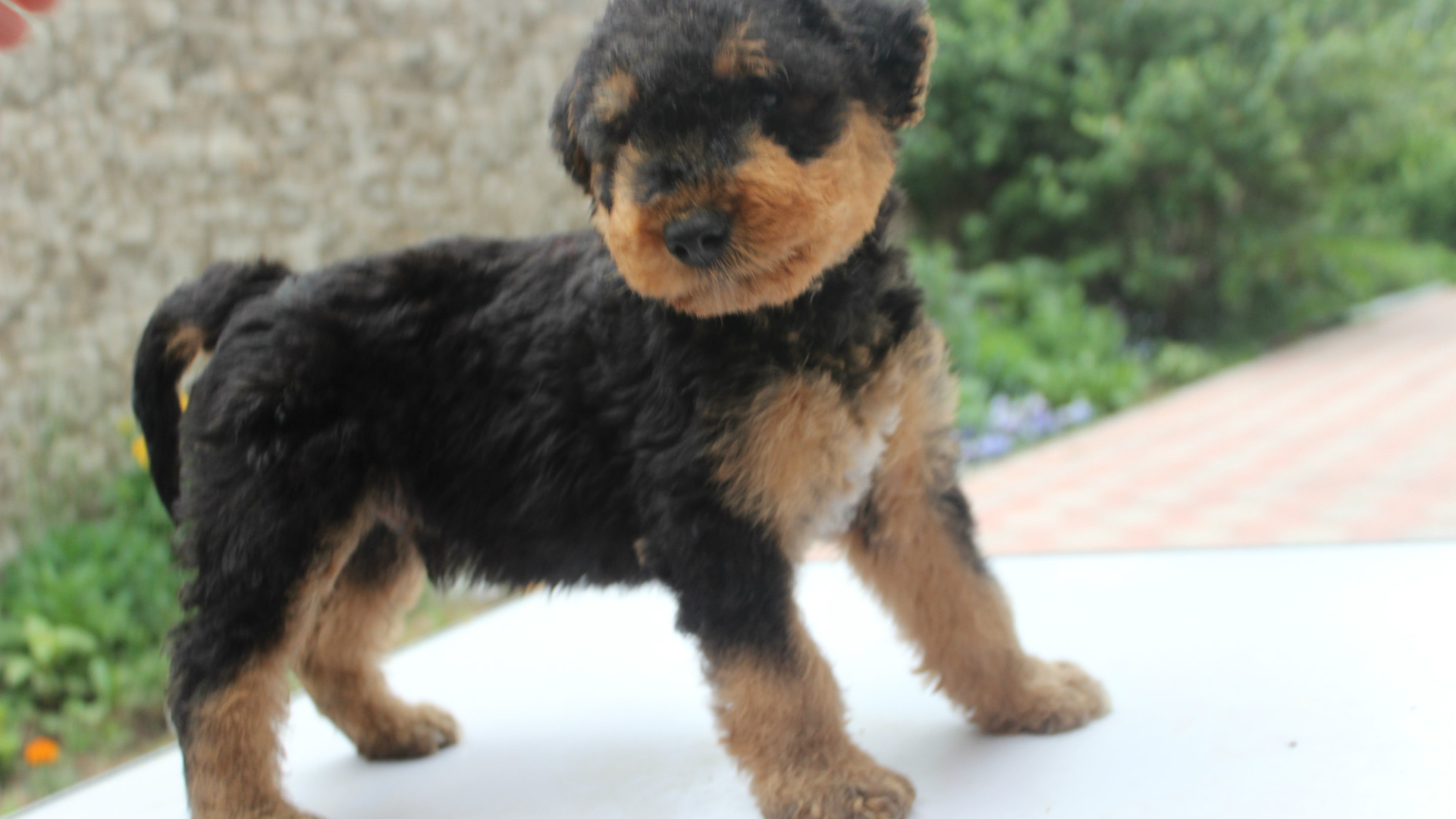 Щенок эрдельтерьера