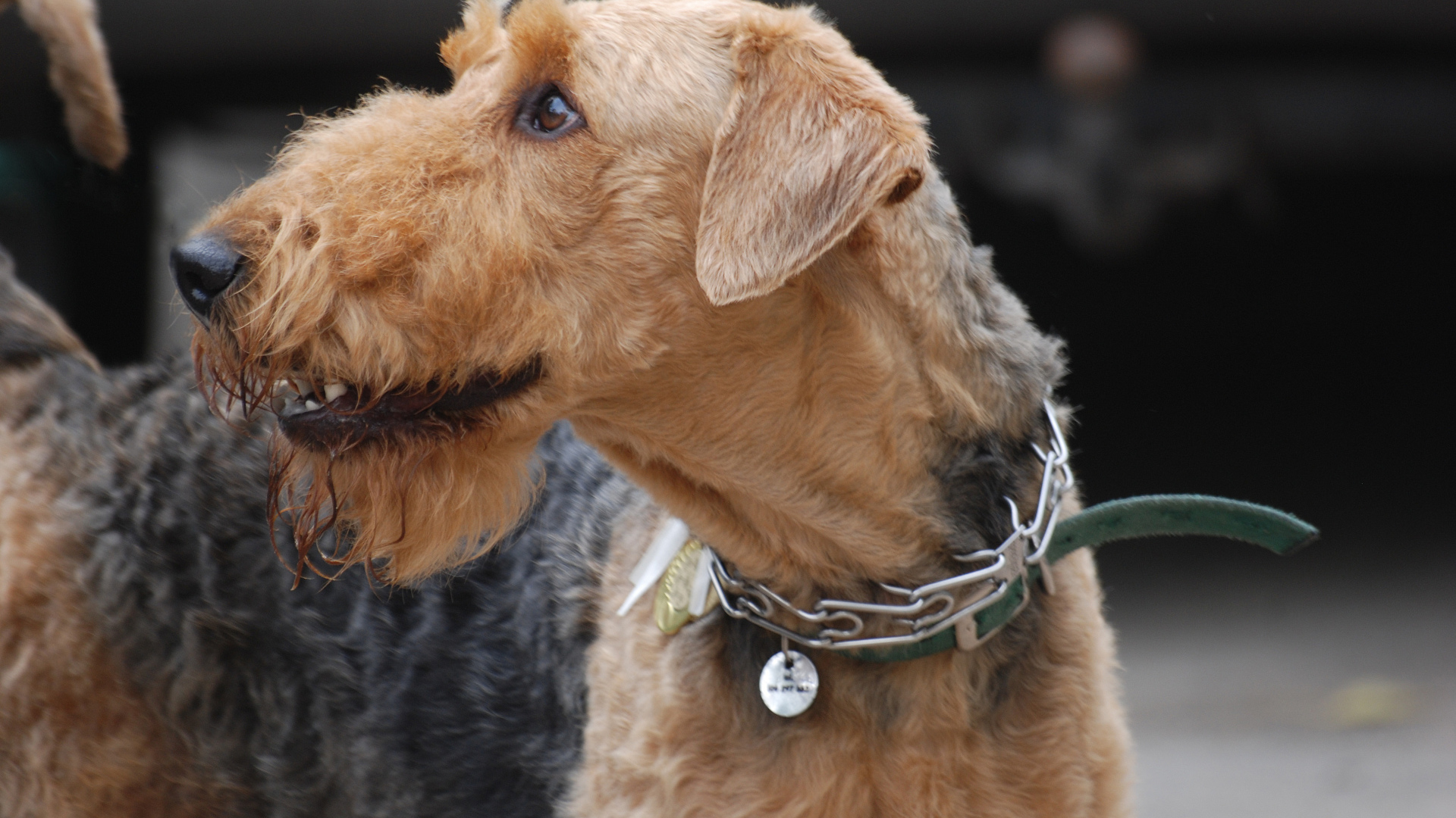 Собака эрдельтерьер на выставке