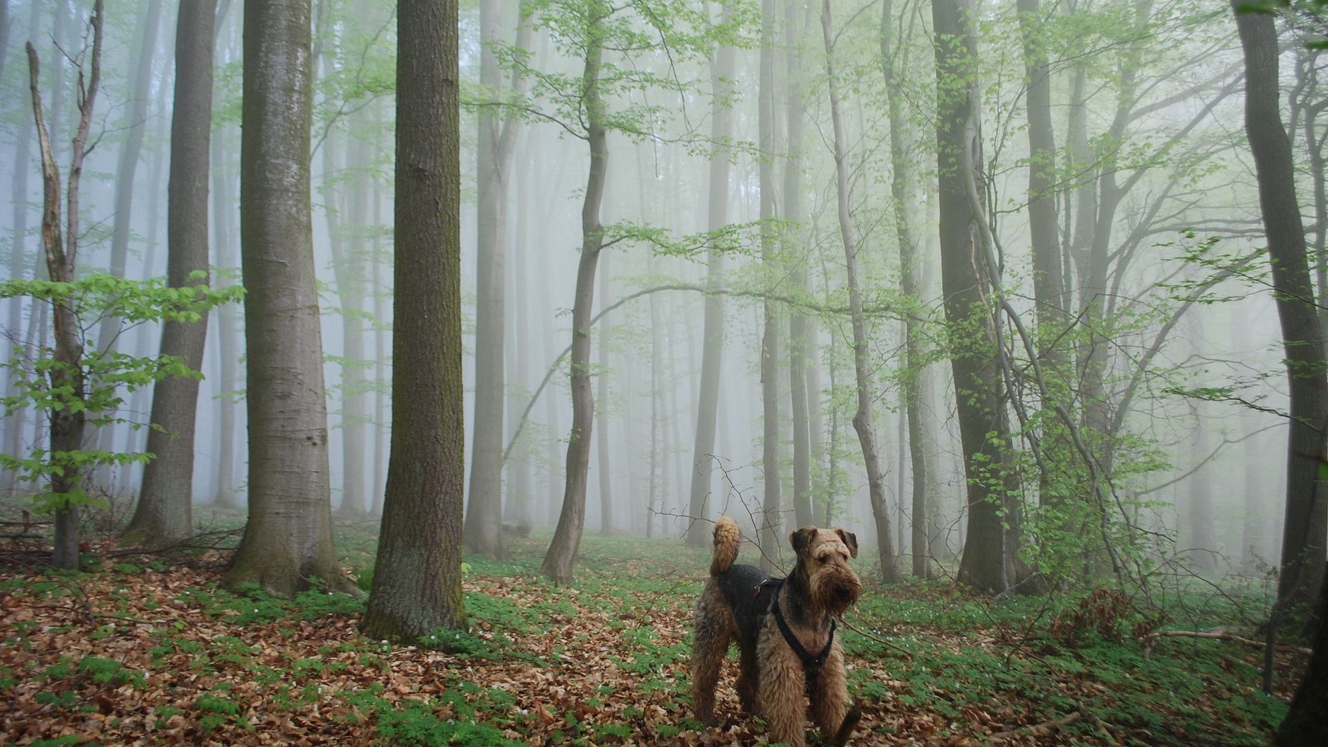Эрдельтерьер гуляет в лесу