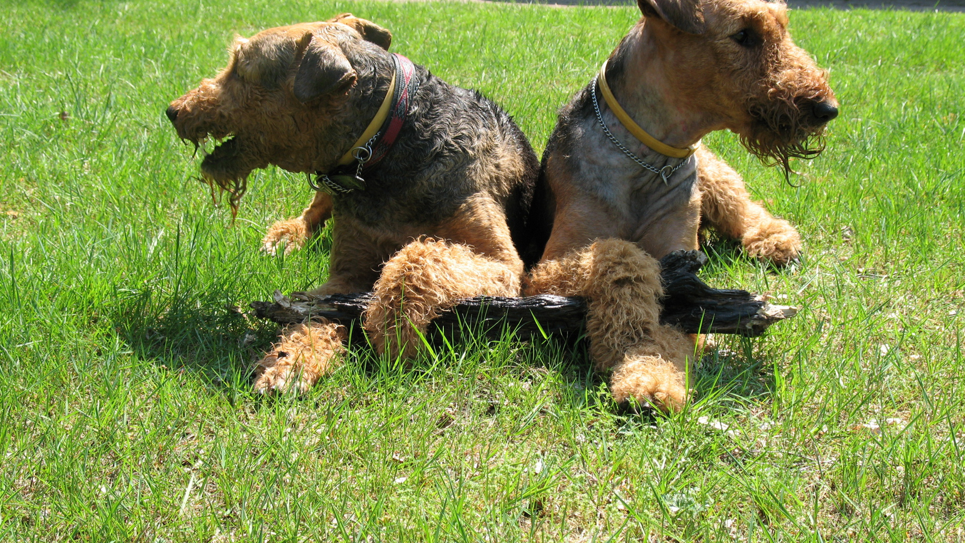 Эрдельтерьеры делят палку