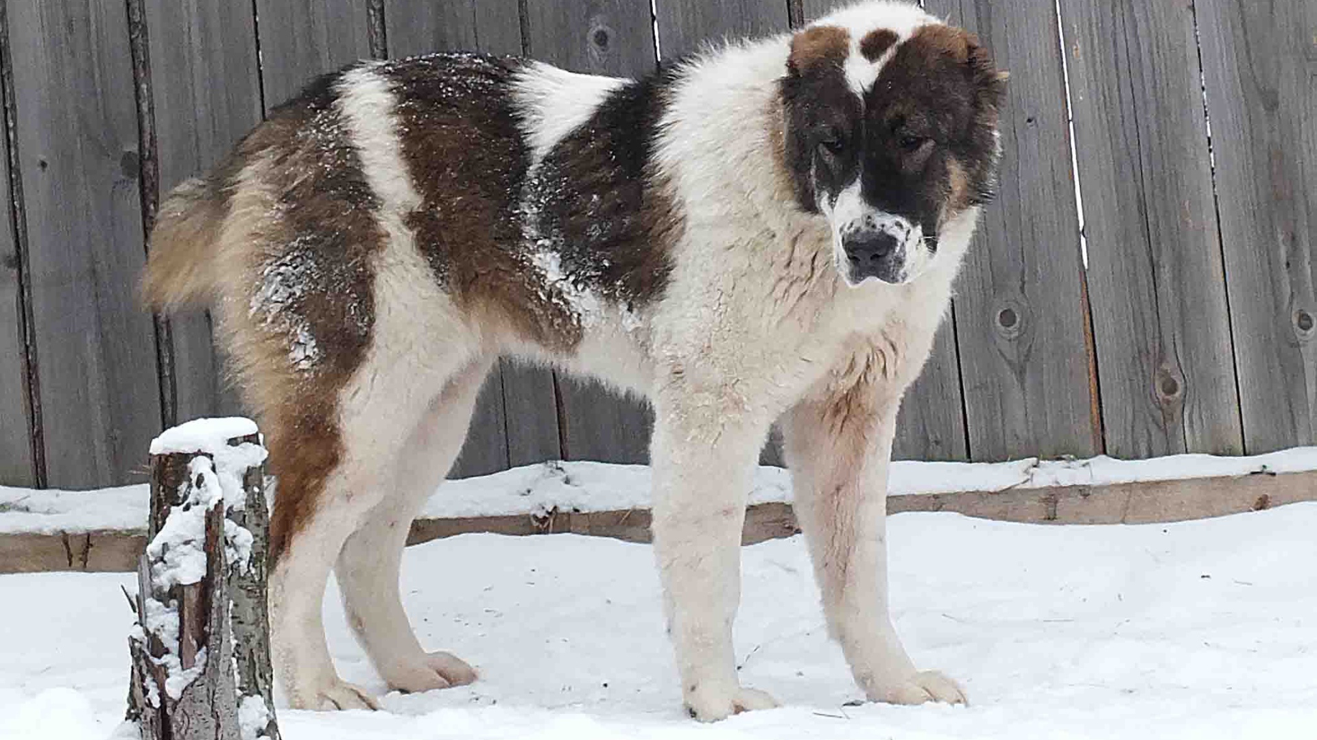 Алабай у забора