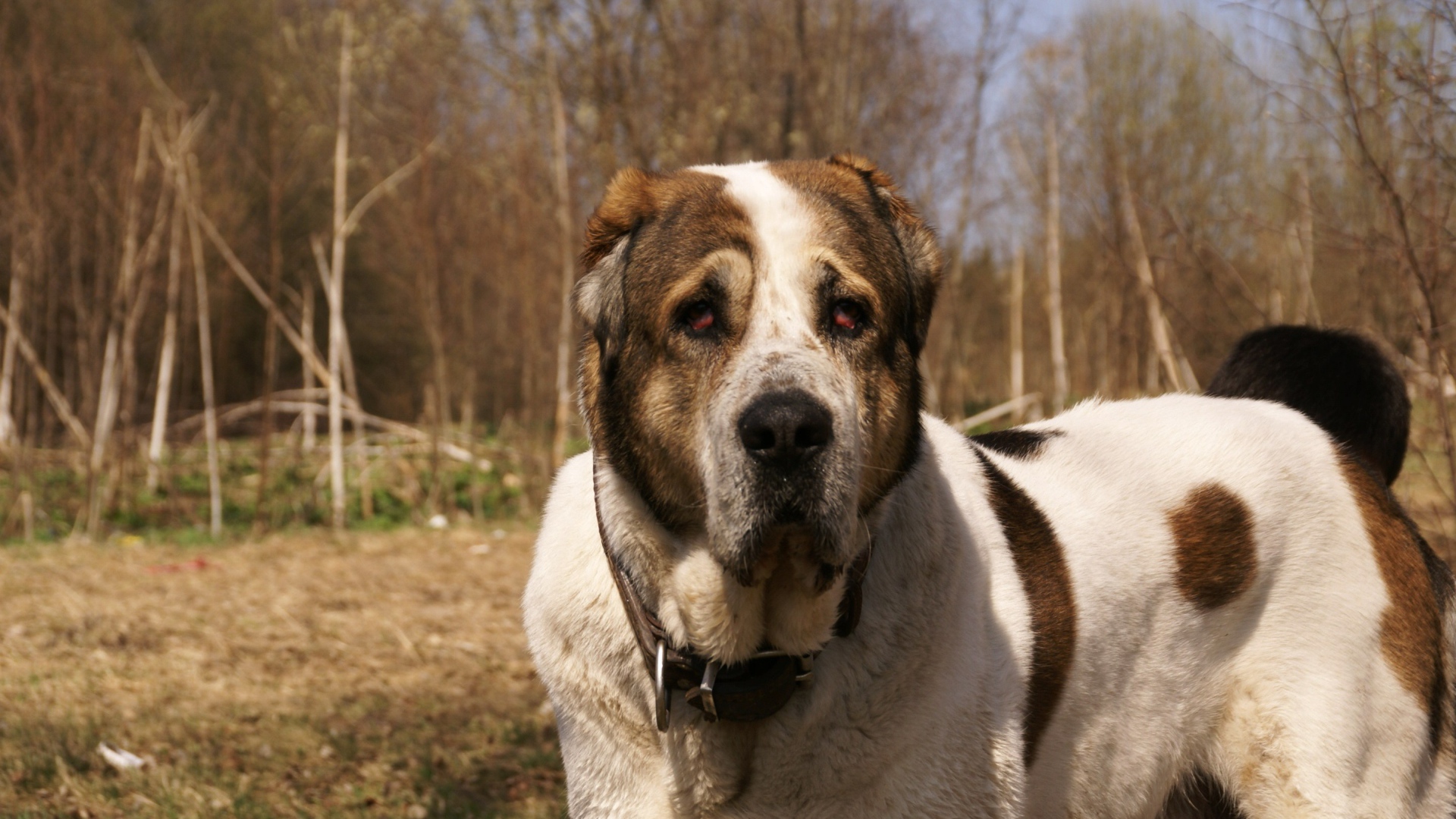 Алабай в весеннем парке