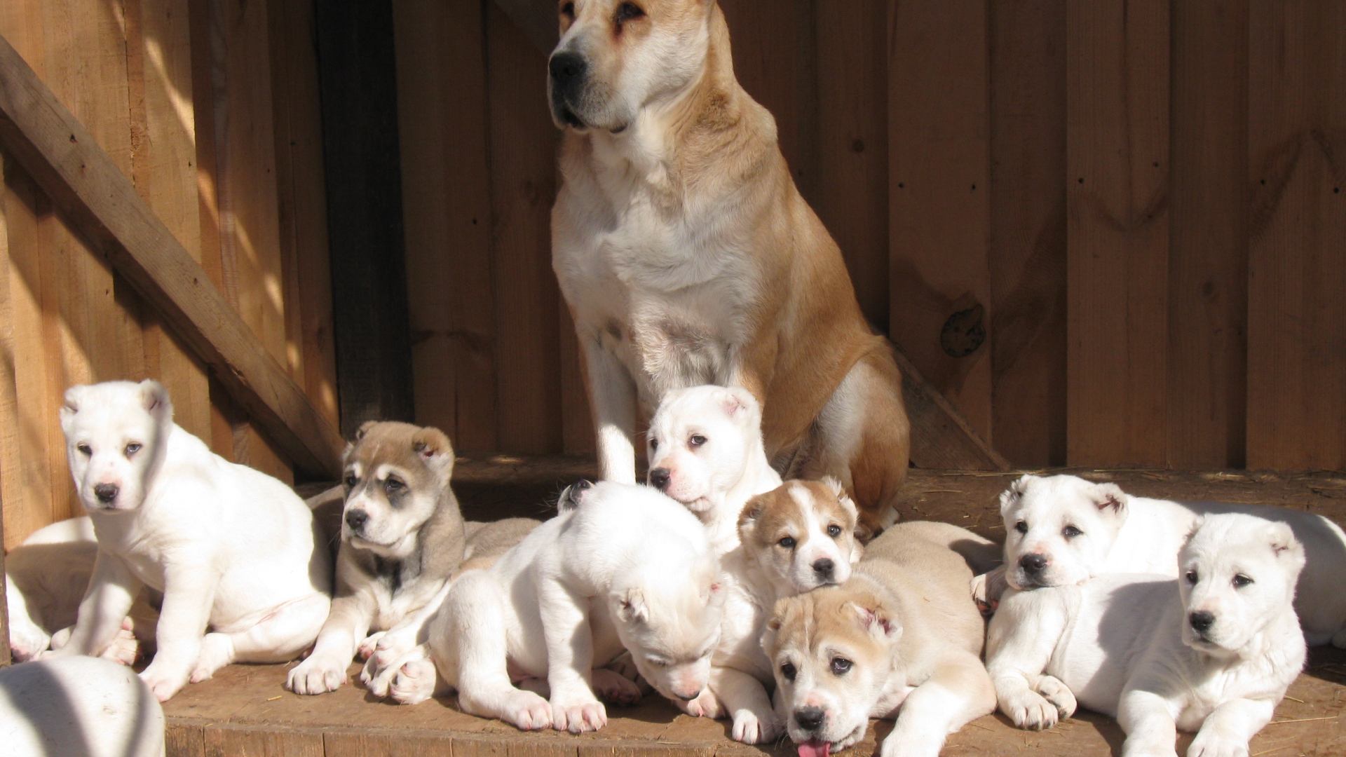 Алабай со своими щенками