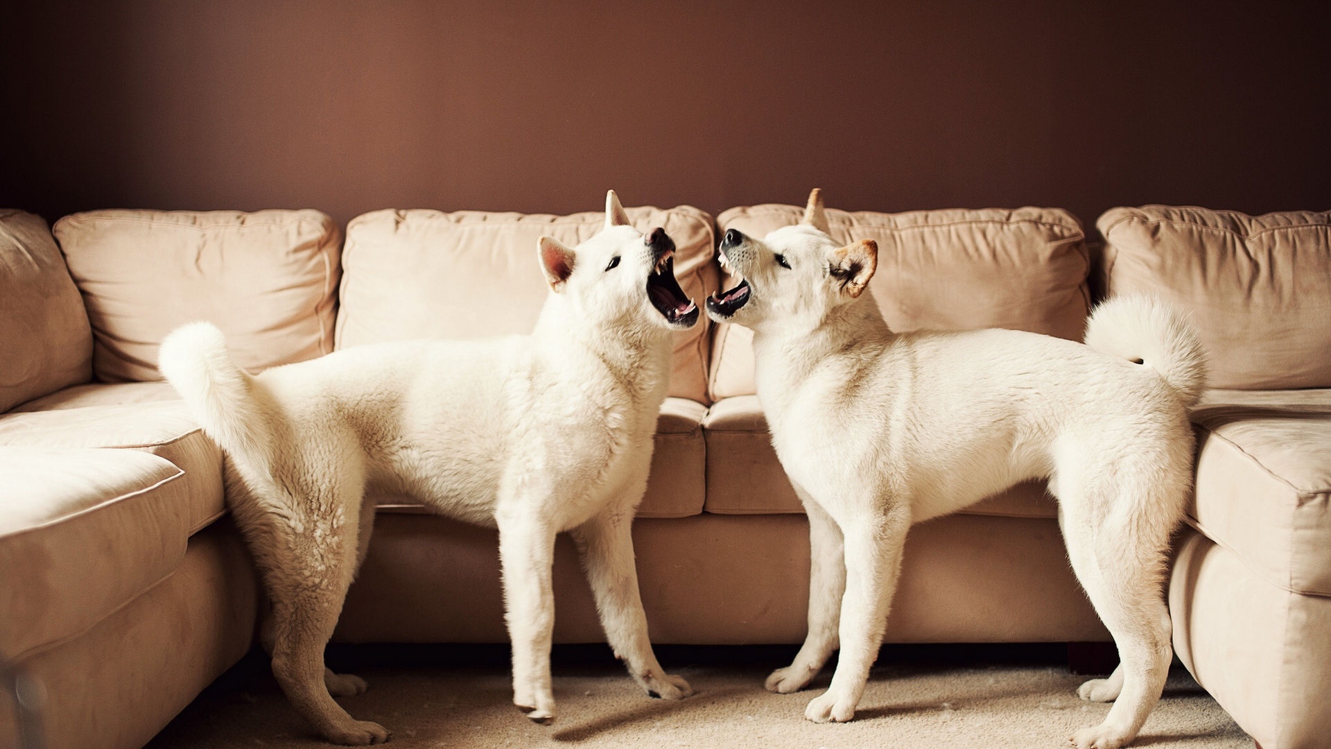 Американская акита