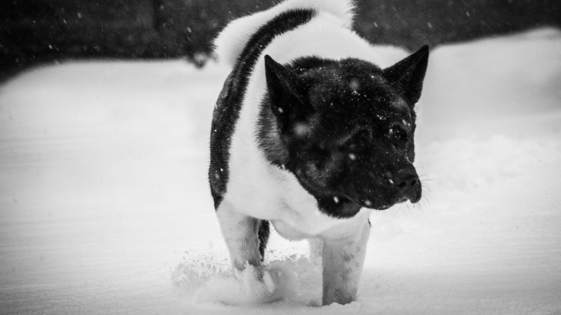 Американская акита в снегу