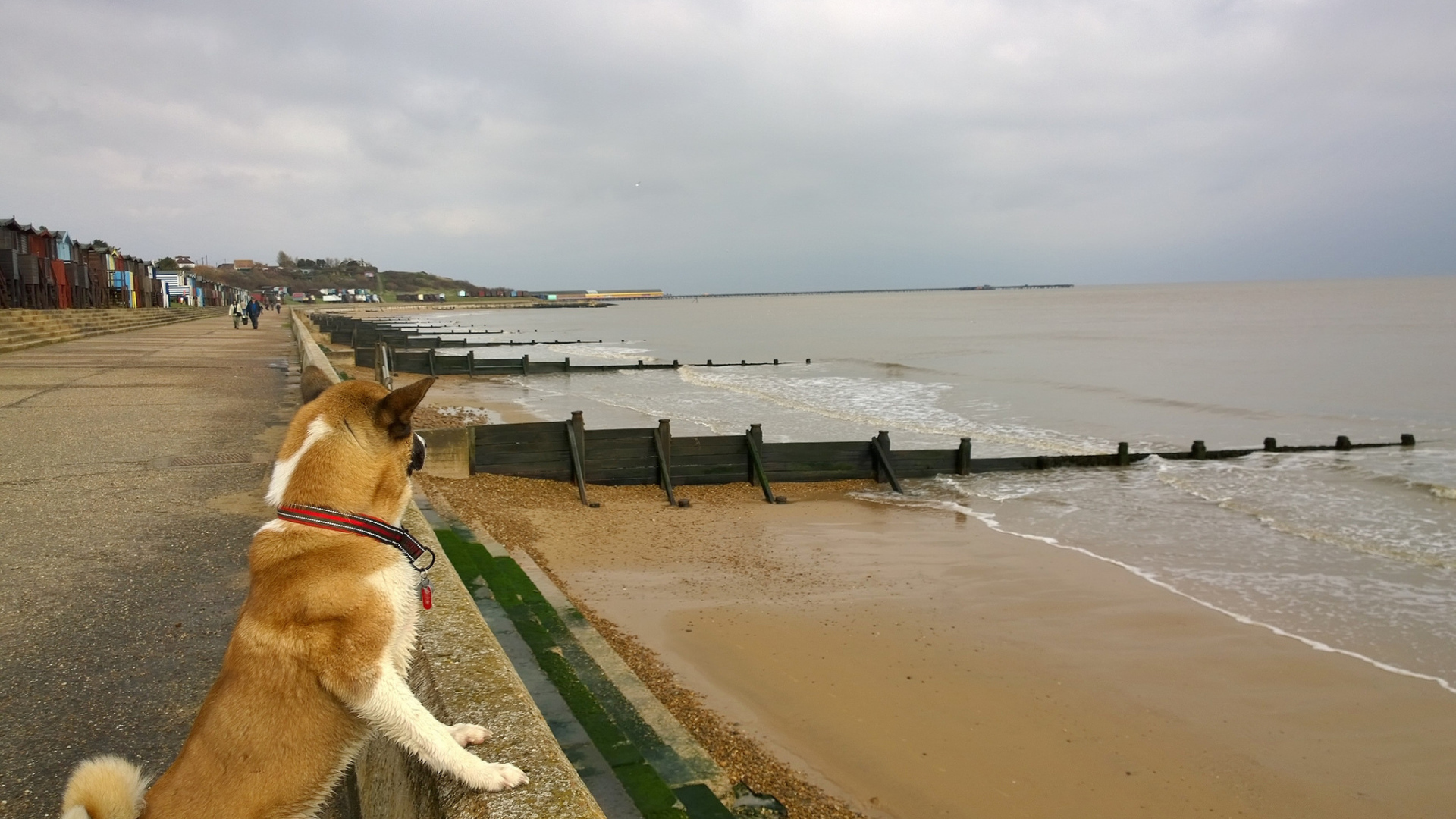 Американская акита на пляже