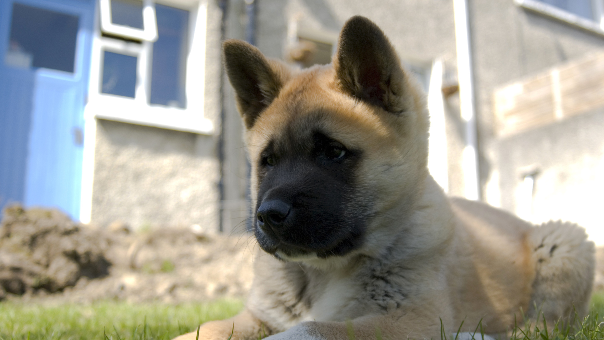 Щенок американской акиты