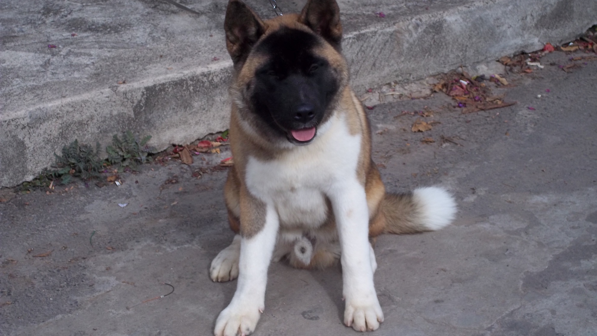 Американская акита сидит на цепи