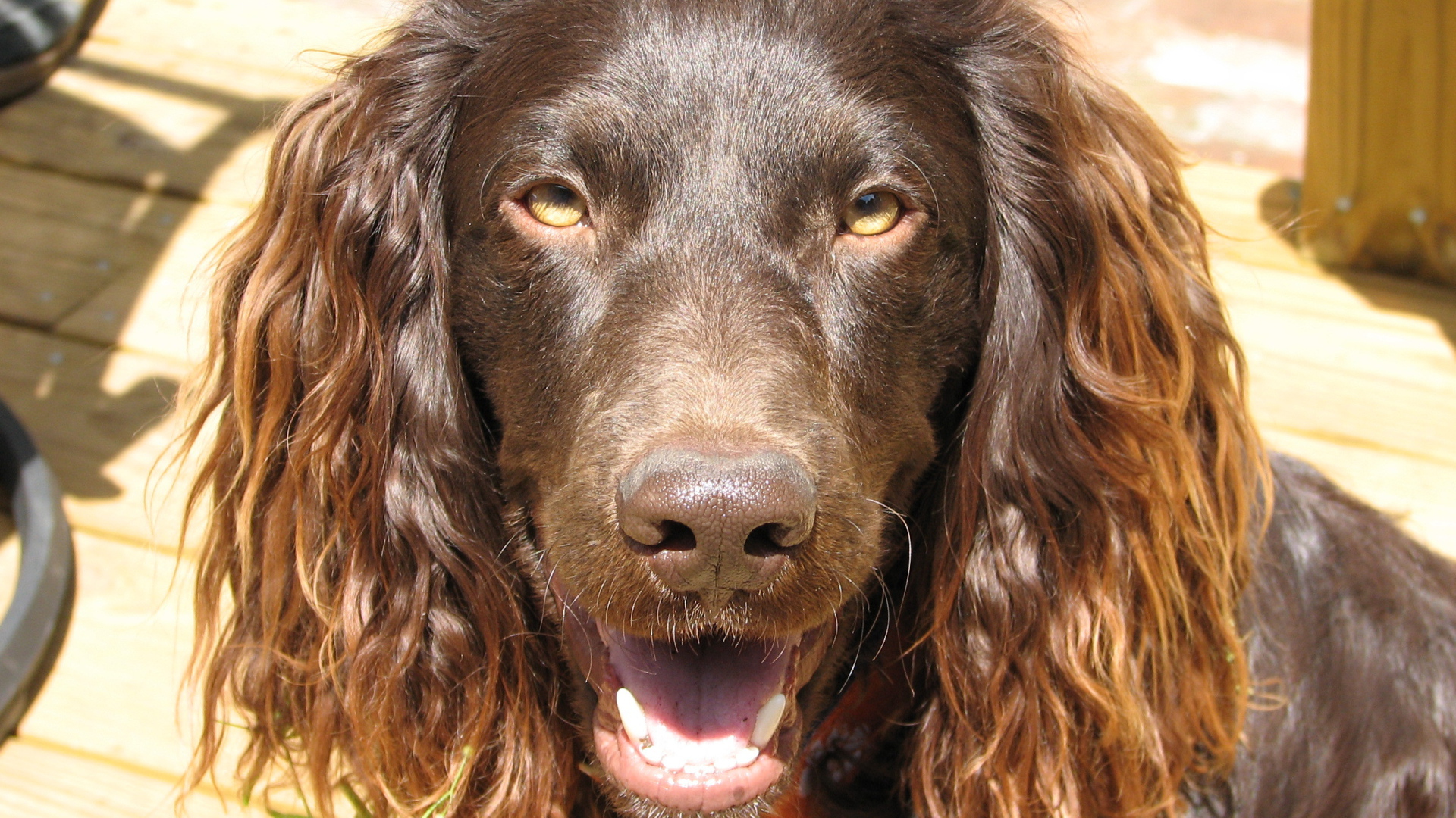 Американский водяной спаниель