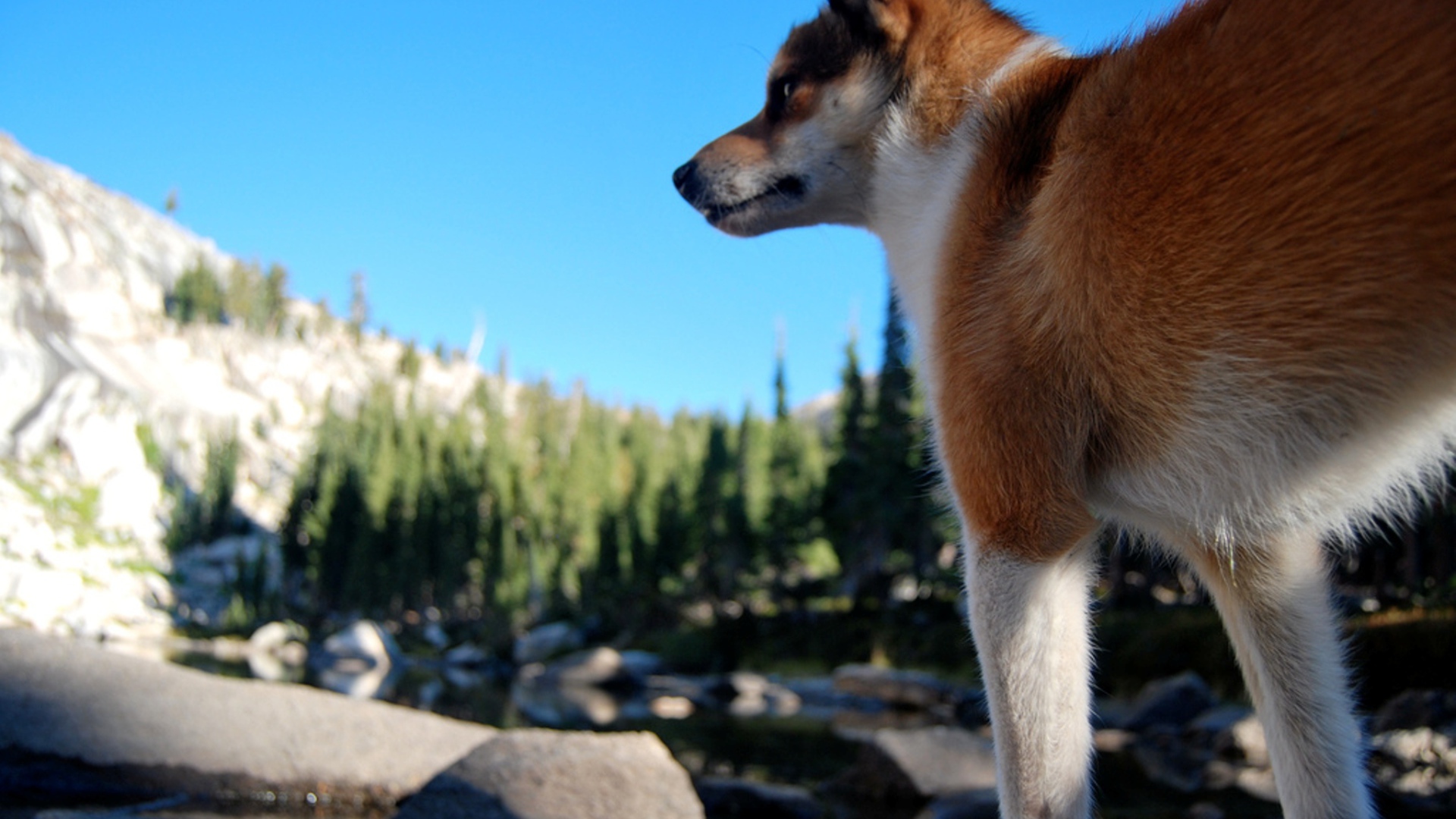Рыжий норвежский лундехунд