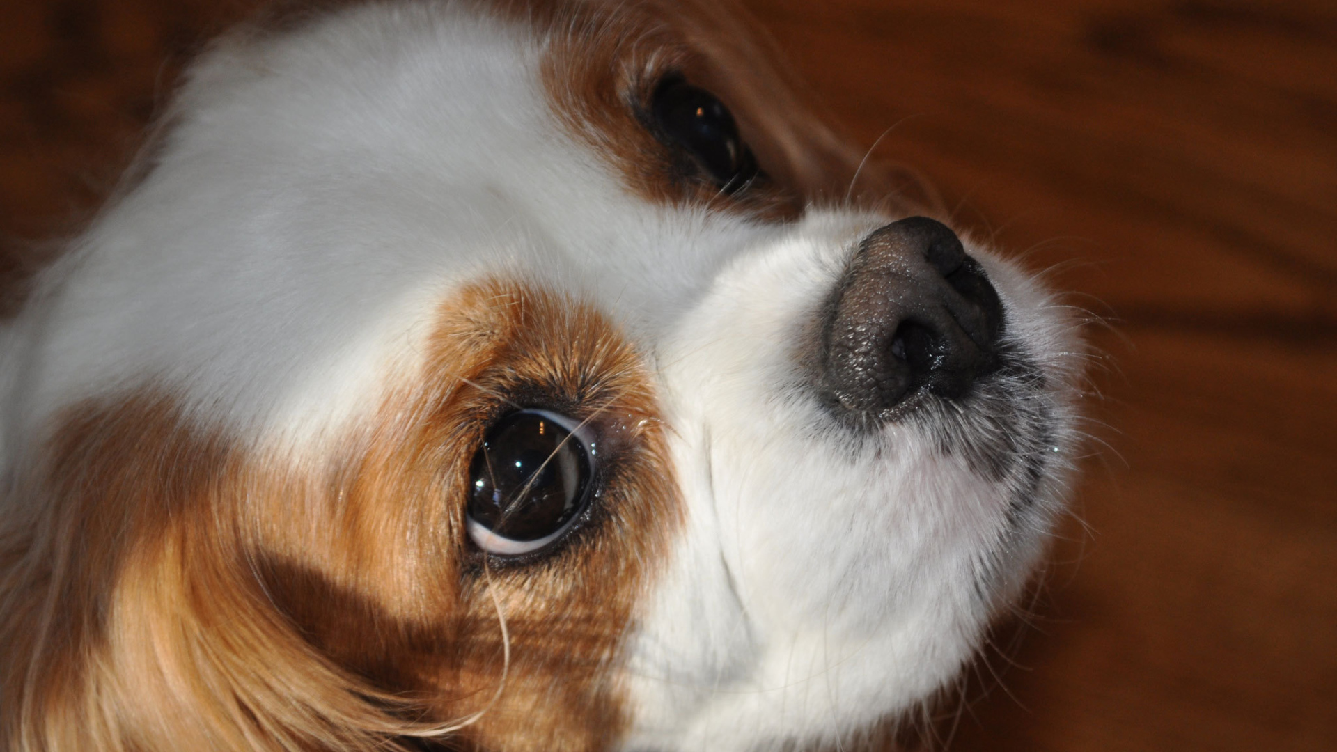 Красивая мордочка пекинеса