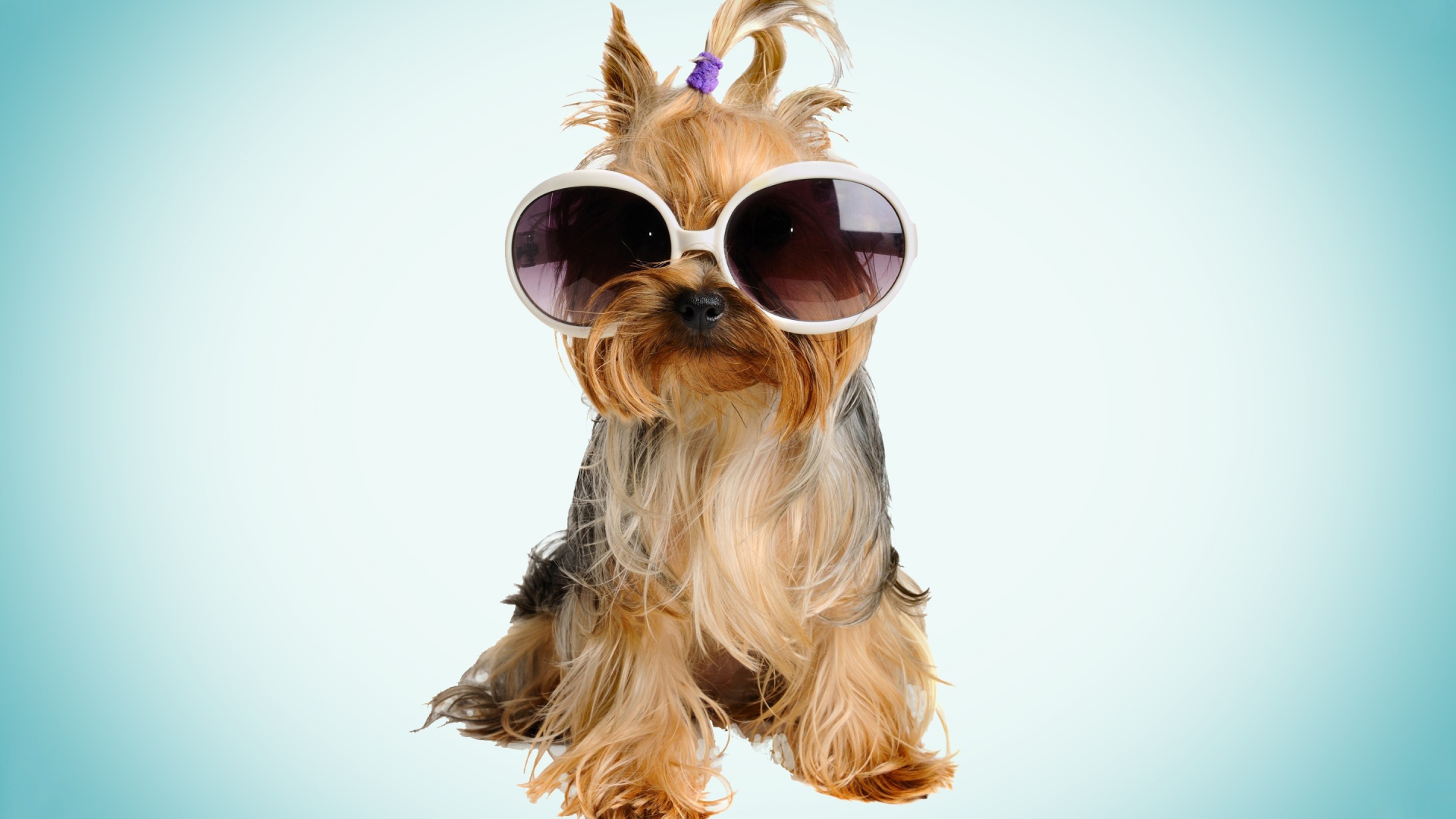 Собака бивер йорк в очках