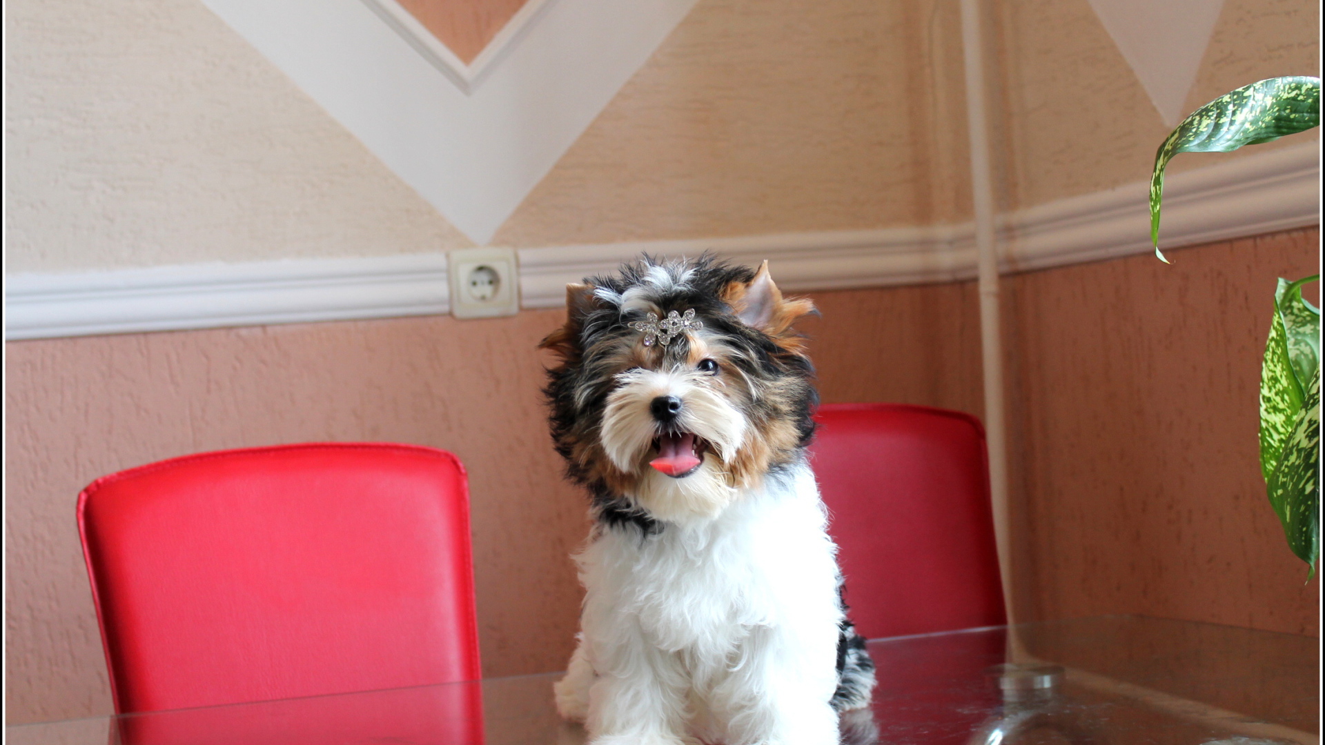 Бивер йорк на столе