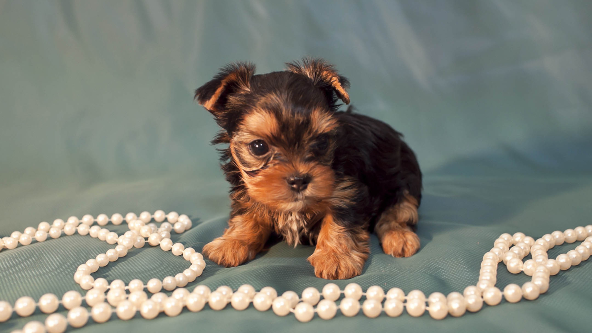 Щенок бивер йорк с бусами