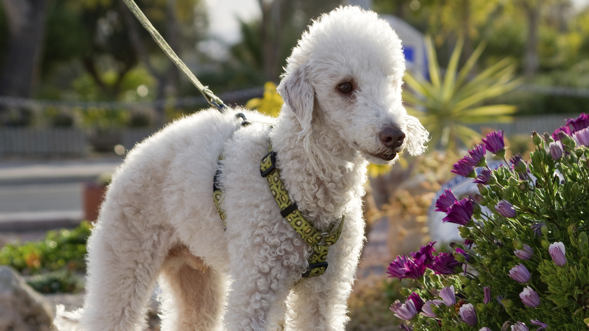 Бедлингтон терьер в цветах
