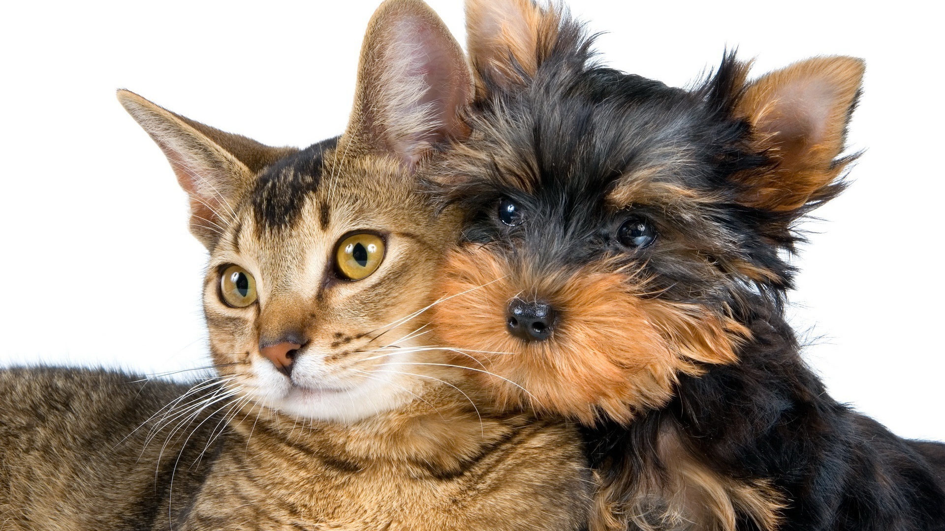 Лучший друг йоркширского терьера