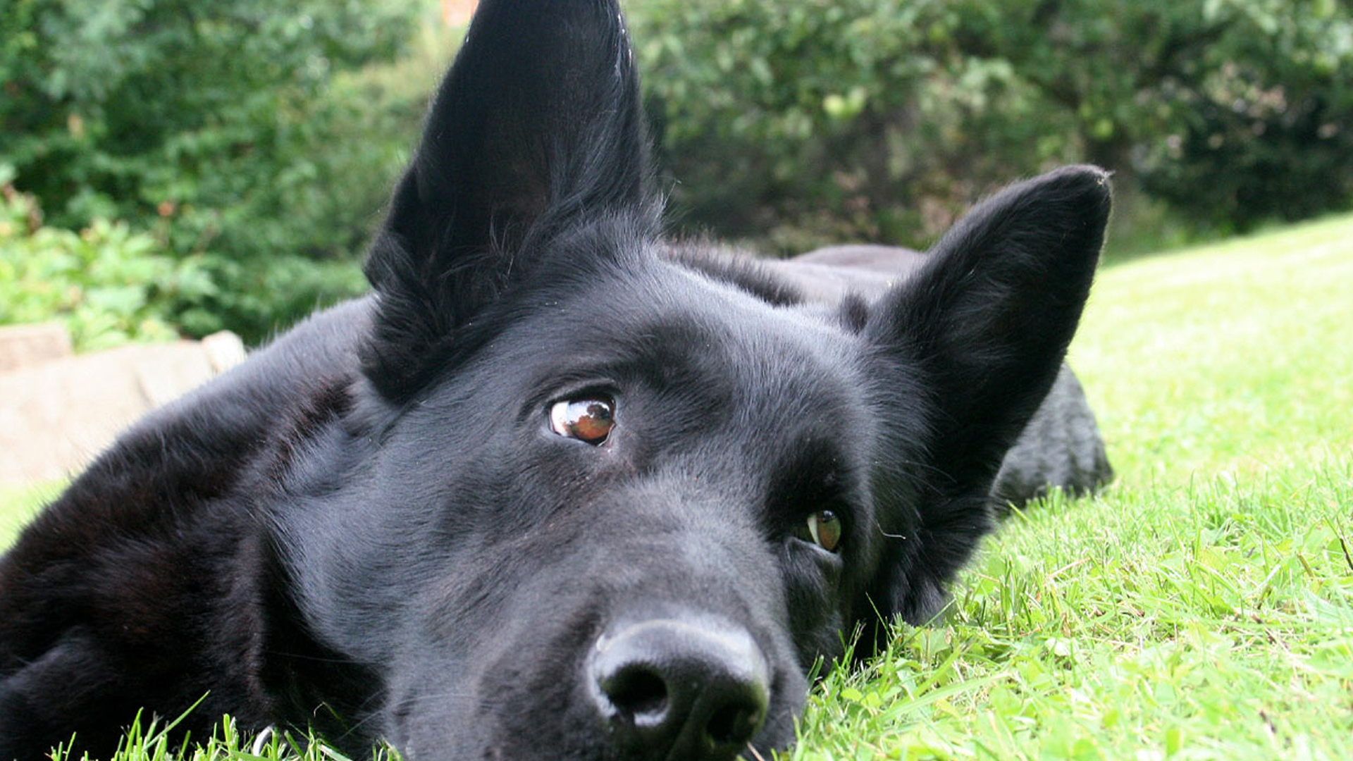 Черная немецкая овчарка лежит на траве