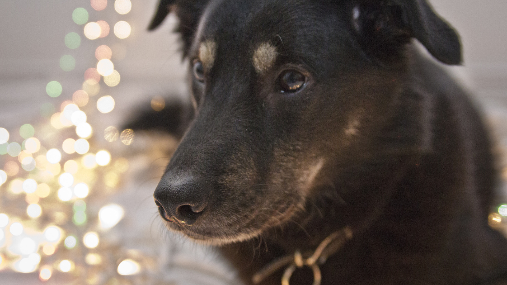 Черный окрас собаки чинук
