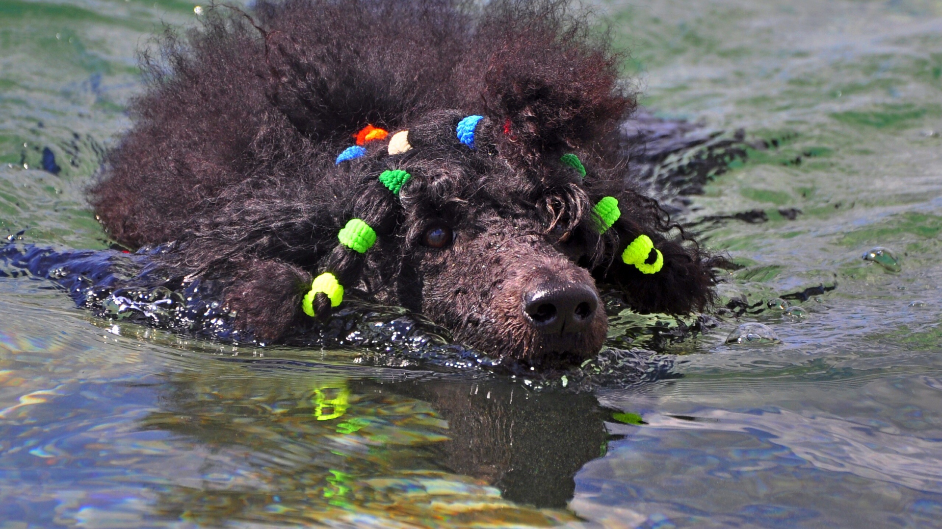 Черный пудель плывет