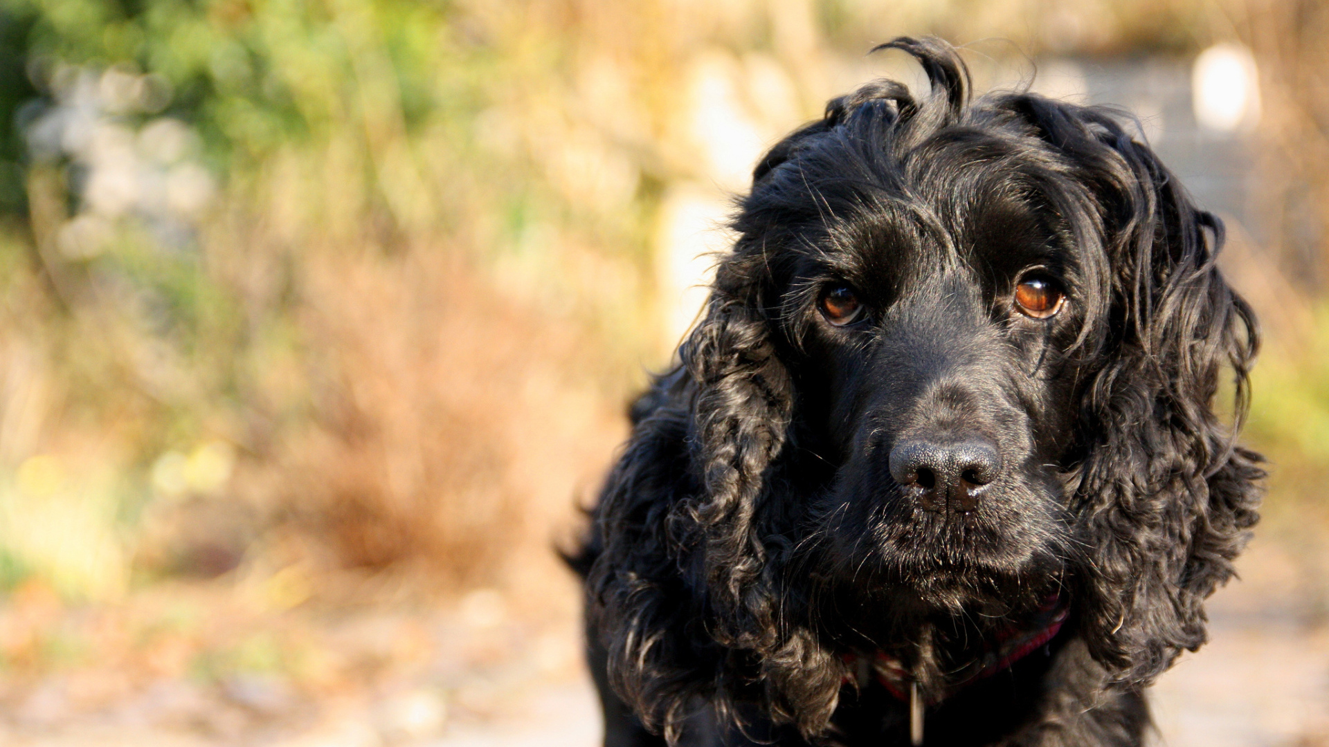 Черный лохматый пудель
