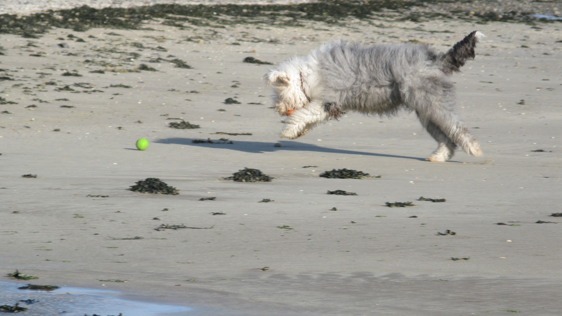Бобтейл ловит мяч