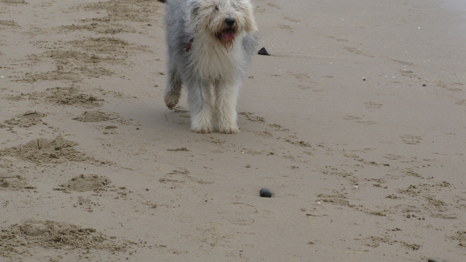 Собака бобтейл на пляже