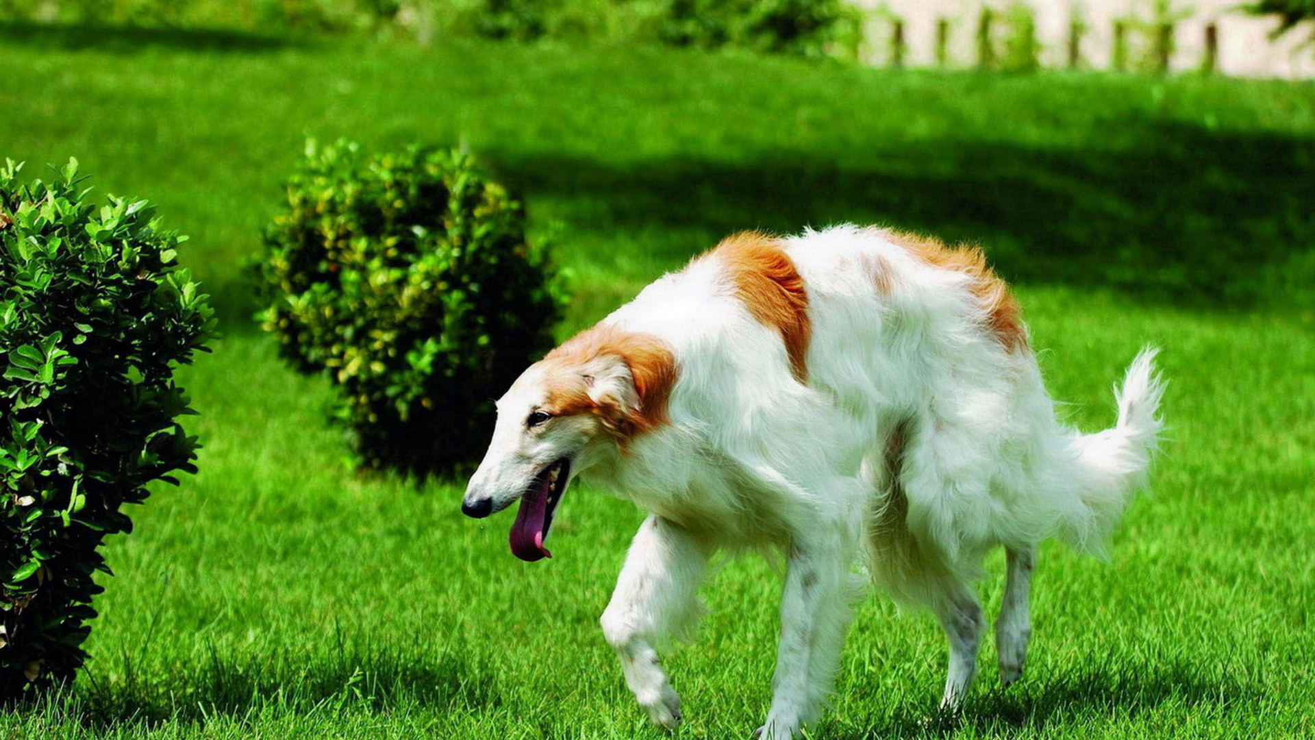 Борзая бежит по газону