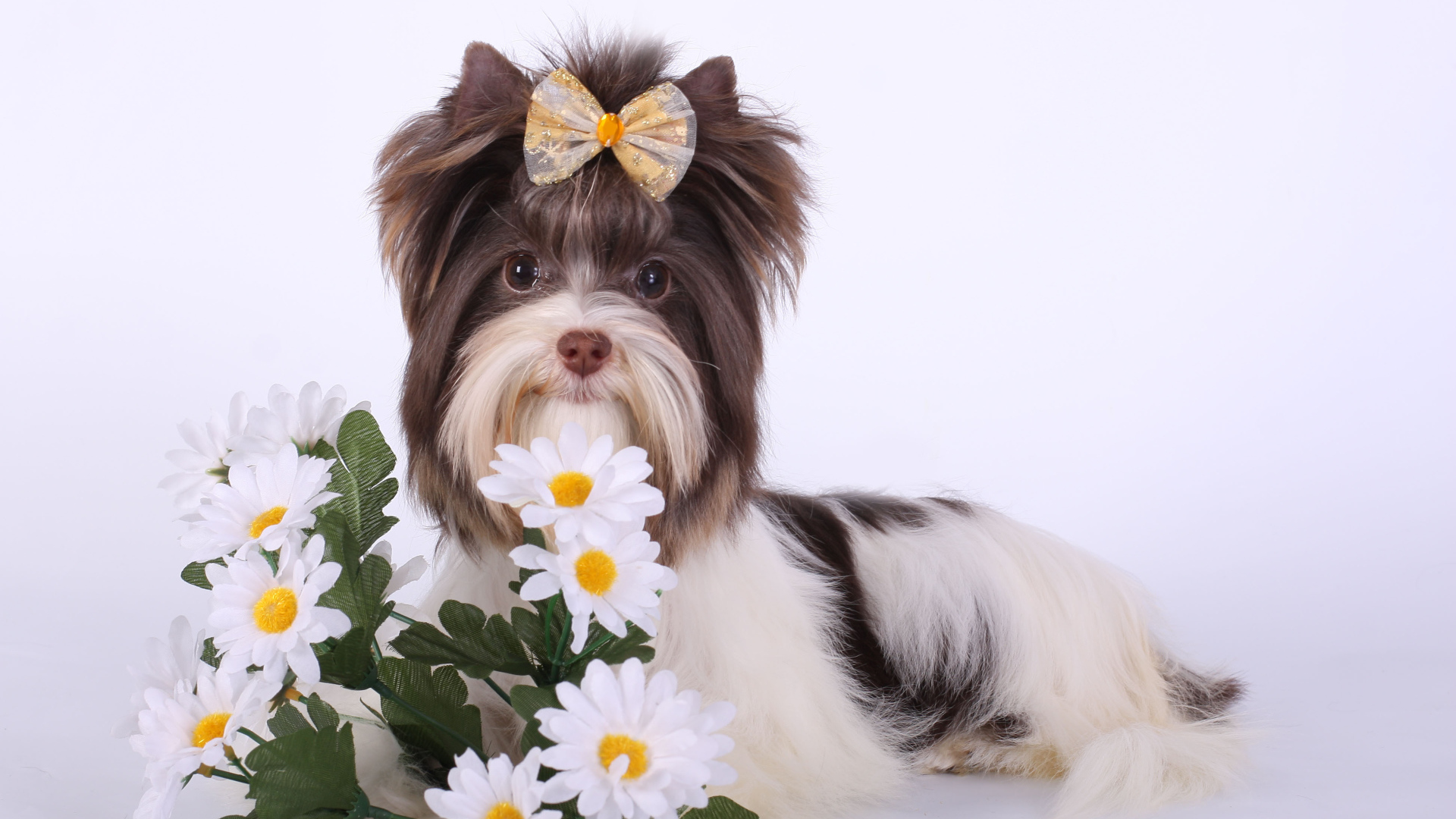 Букет ромашек для бивер йорк