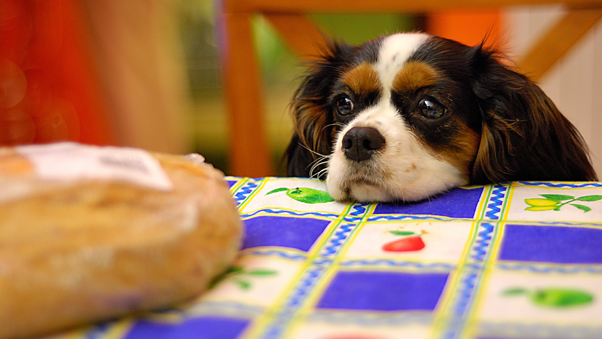 Кавалер кинг чарльз спаниель у стола