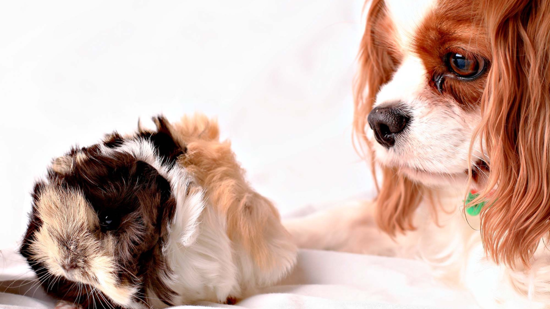 Кавалер кинг чарльз спаниель смотрит на хомячка