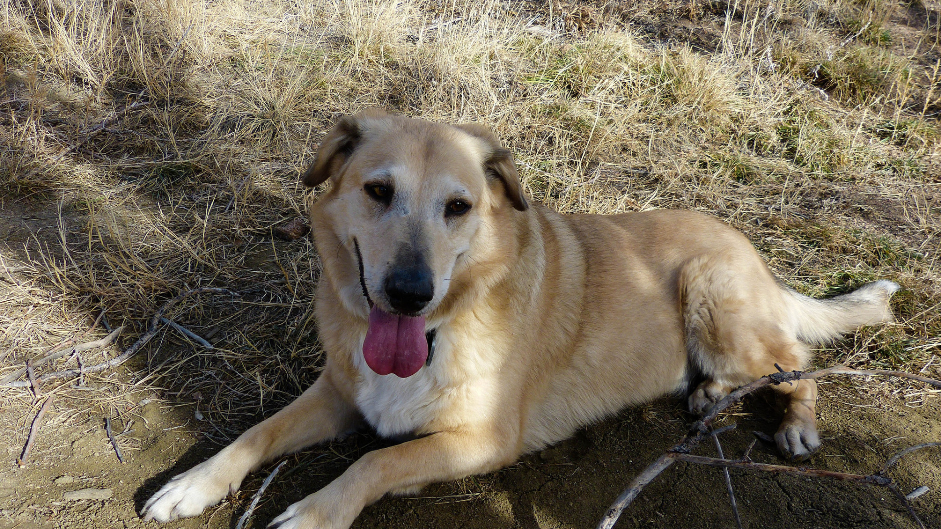 Веселая собака чинук