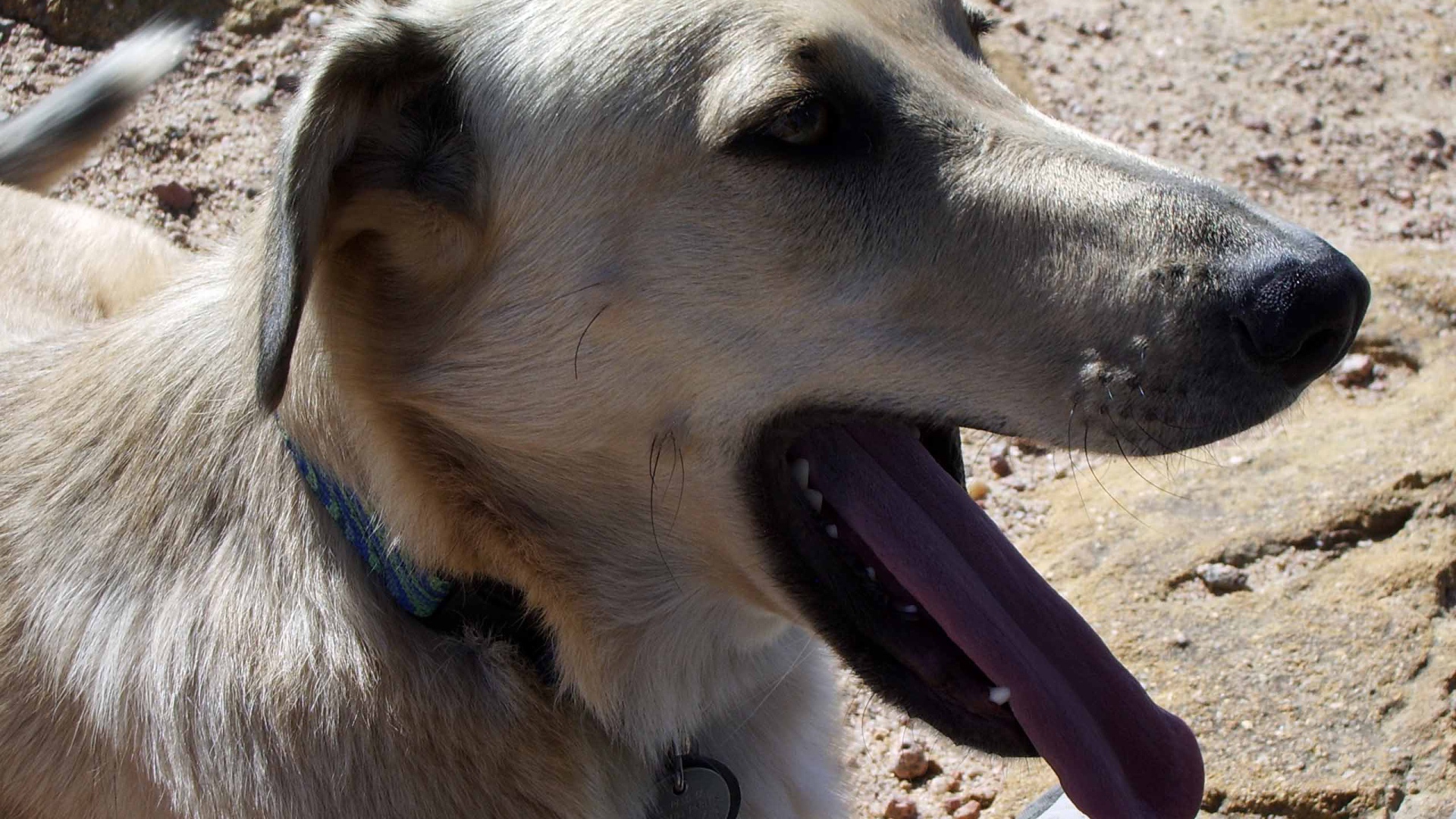 Чинук показал язык