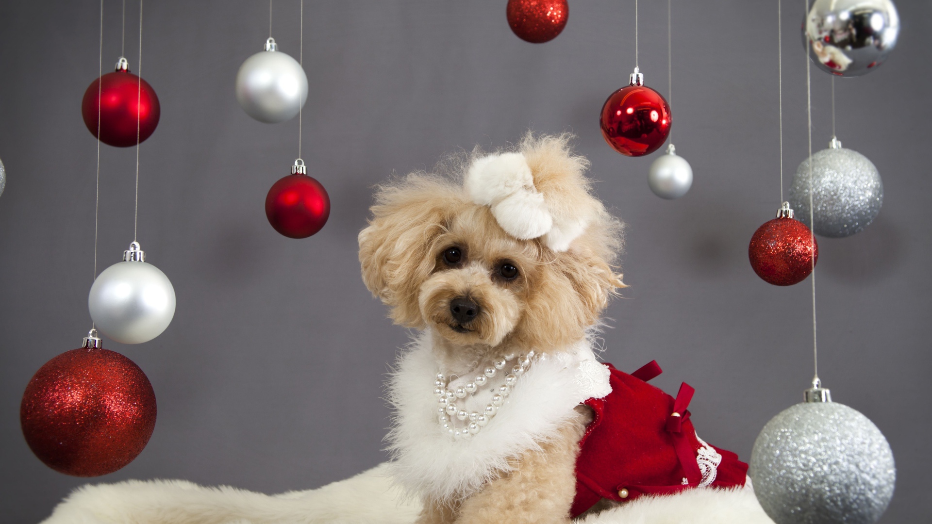Новогодний пес пудель