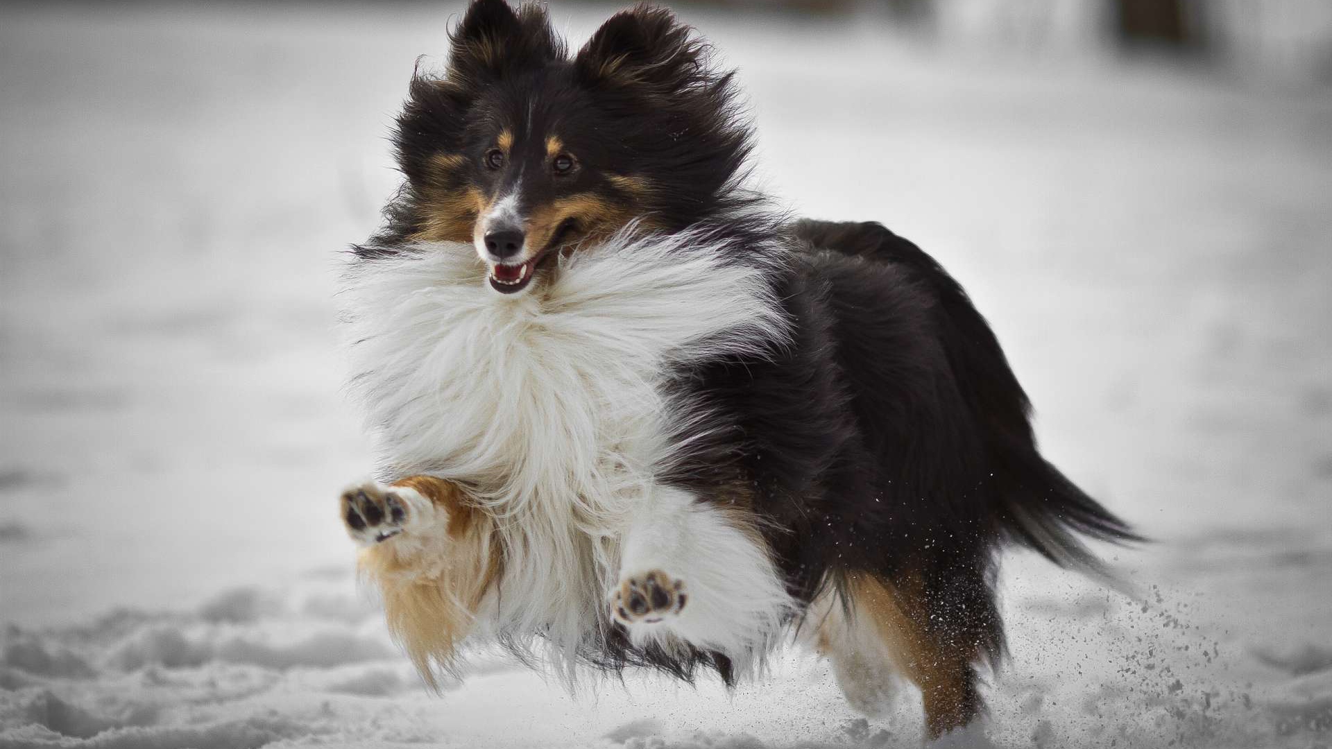 Собака колли бежит по снегу