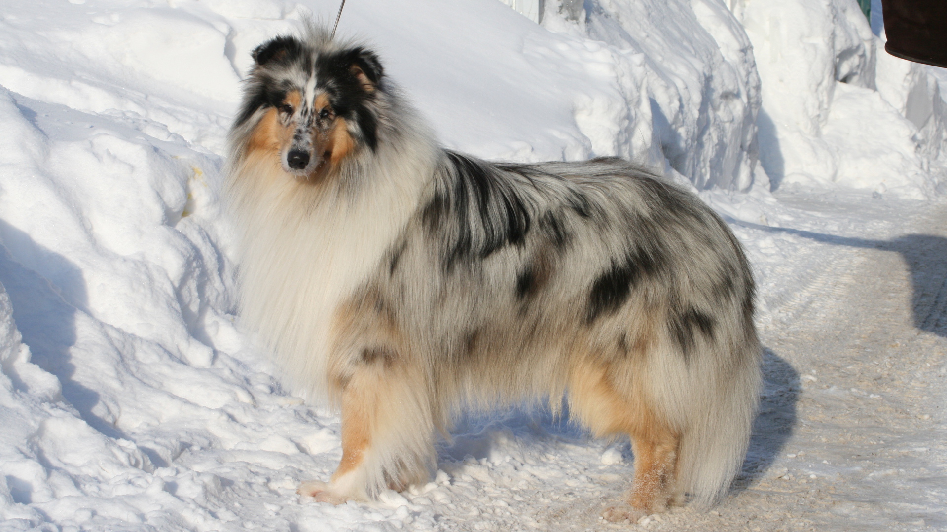 Колли у сугроба снега