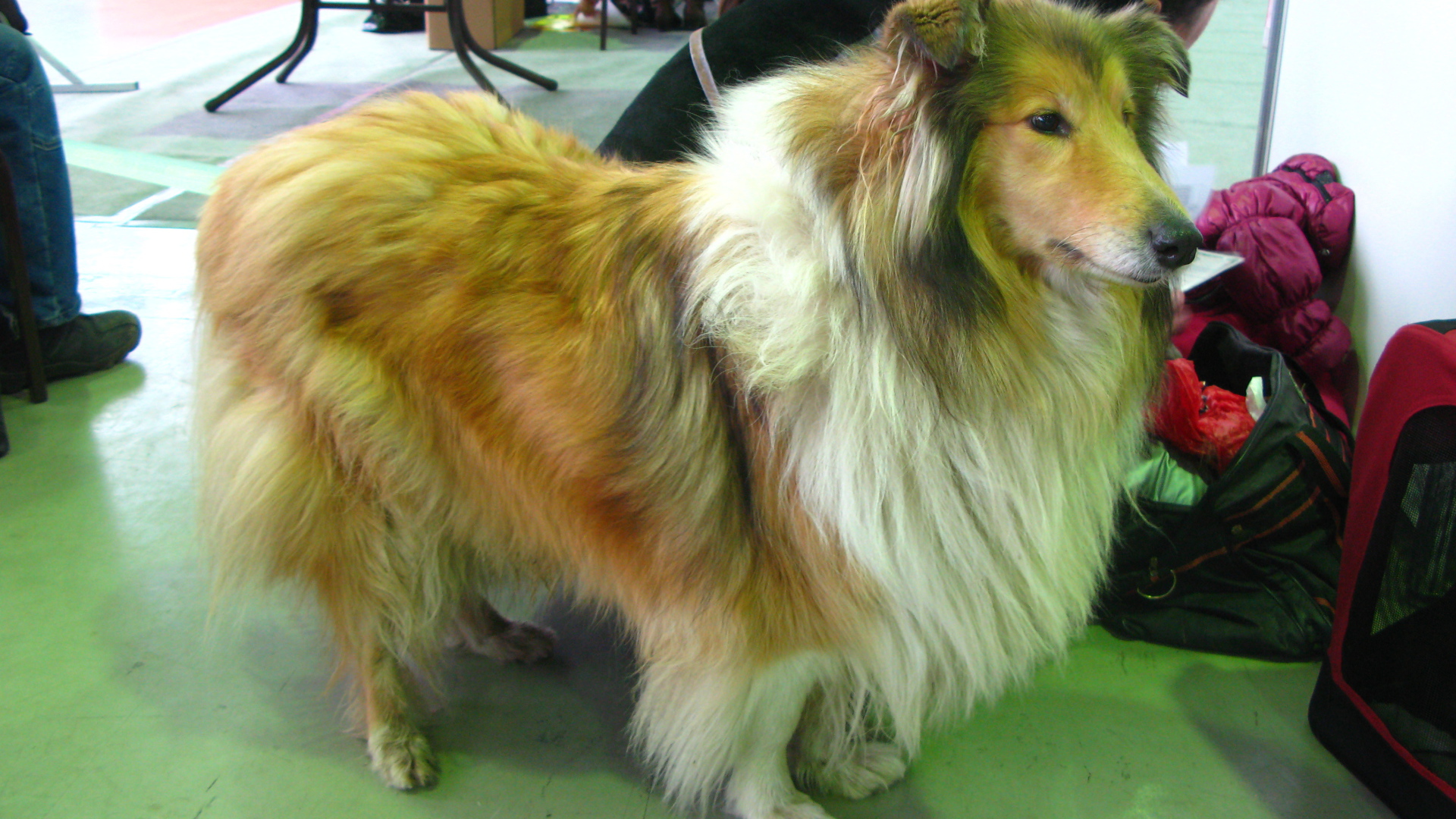 Колли в салоне красоты