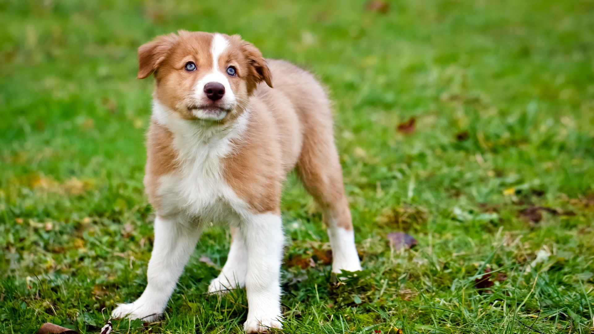 Щенок породы колли