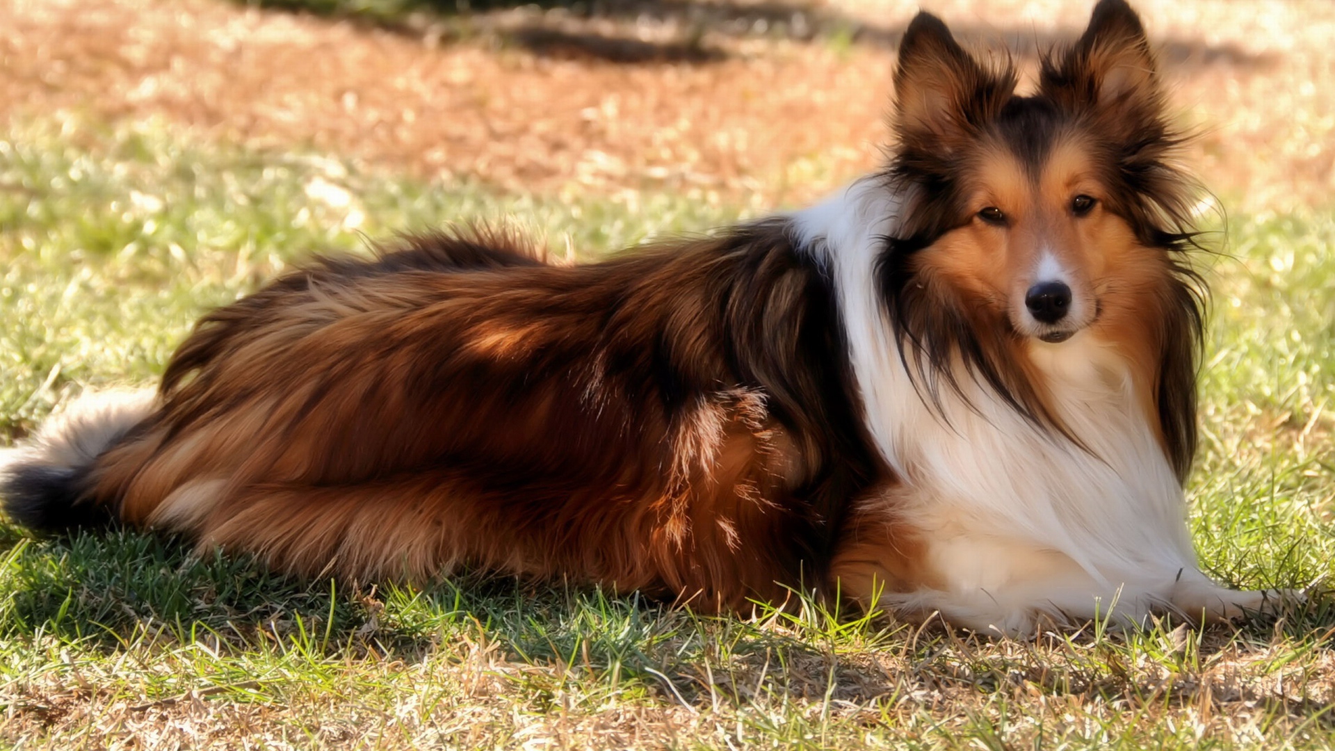 Колли на природе