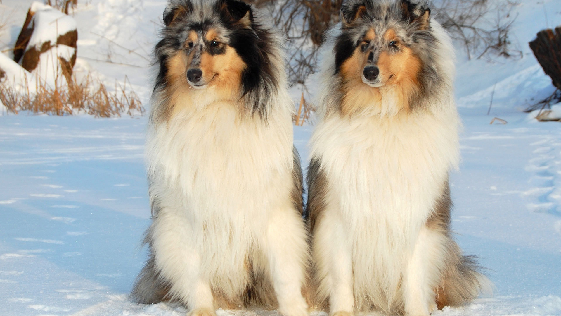 Пара колли на снегу